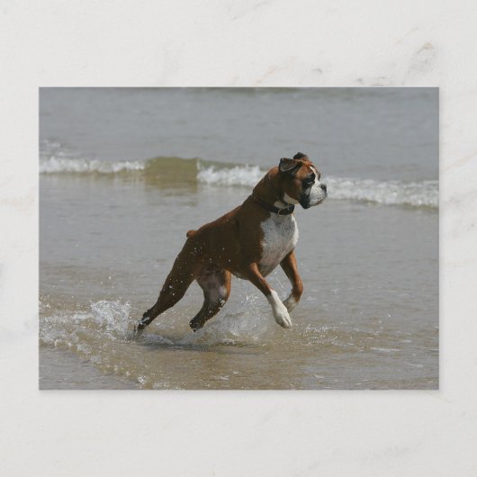 Boxer Dog in Wasser Postkarte (Vorderseite)