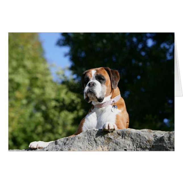 Boxer Dog Lay on Rock (Vorderseite (Horizontal))