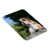 Boxer Dog Lay on Rock Magnet (Rechte Seite)