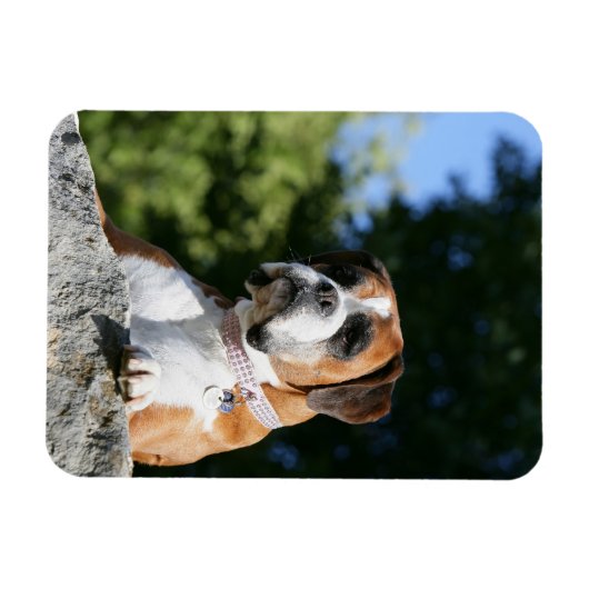 Boxer Dog Lay on Rock Magnet (Horizontal)