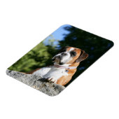 Boxer Dog Lay on Rock Magnet (Linke Seite)