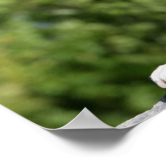 Boxer Dog Lay on Rock Poster (Ecke)