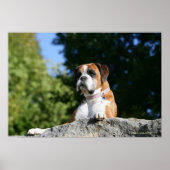 Boxer Dog Lay on Rock Poster (Vorne)