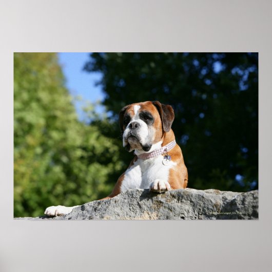 Boxer Dog Lay on Rock Poster (Vorne)