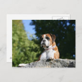 Boxer Dog Lay on Rock Postkarte (Vorne/Hinten)