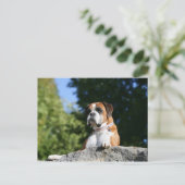 Boxer Dog Lay on Rock Postkarte (Stehend Vorderseite)
