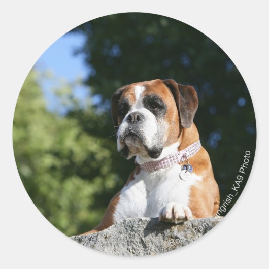 Boxer Dog Lay on Rock Runder Aufkleber (Vorderseite)