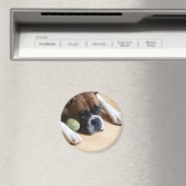 Boxer Dog Magnet (In Situ (Geschirrspüler))