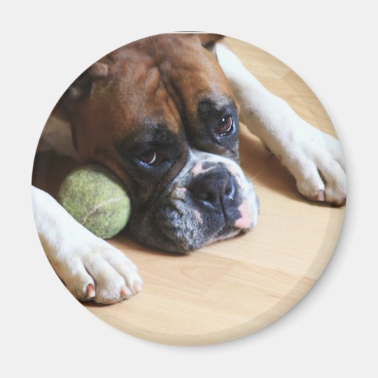 Boxer Dog Magnet (Vorne)