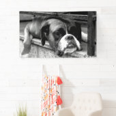 Boxer Dog On Windows bnrcn Banner (Insitu)