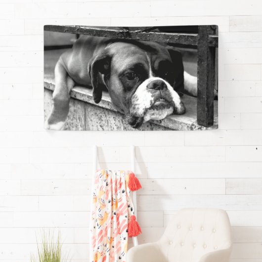 Boxer Dog On Windows bnrcn Banner (Insitu)