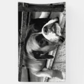 Boxer Dog On Windows bnrcn Banner (Vertikal)