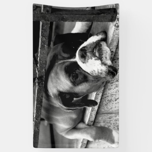 Boxer Dog On Windows bnrcn Banner (Vertikal)