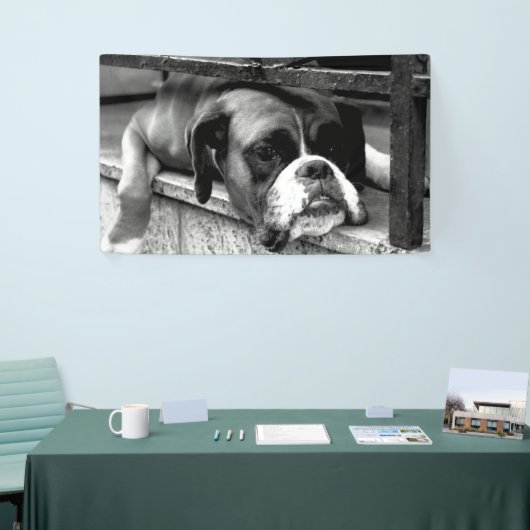 Boxer Dog On Windows bnrcnm Banner (Messeveranstaltung)