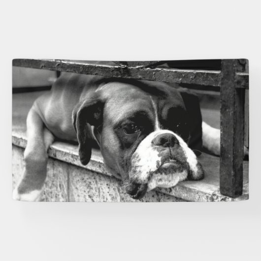 Boxer Dog On Windows bnrcnm Banner (Horizontal)