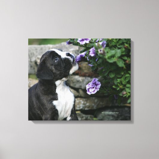 Boxer Dog Panting Leinwanddruck (Vorderseite)