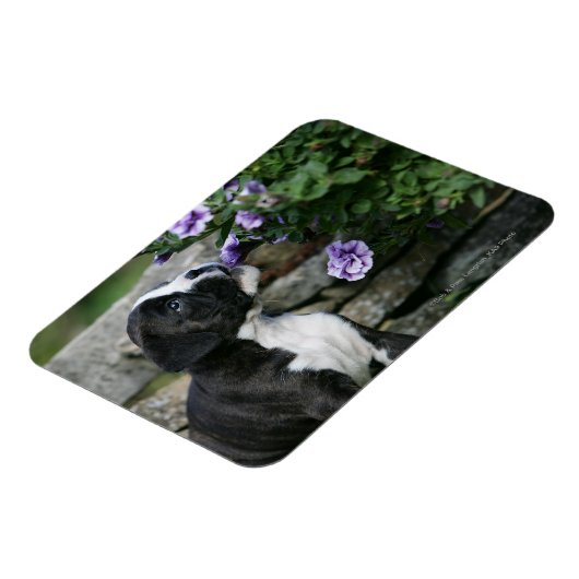 Boxer Dog Panting Magnet (Linke Seite)