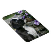 Boxer Dog Panting Magnet (Rechte Seite)