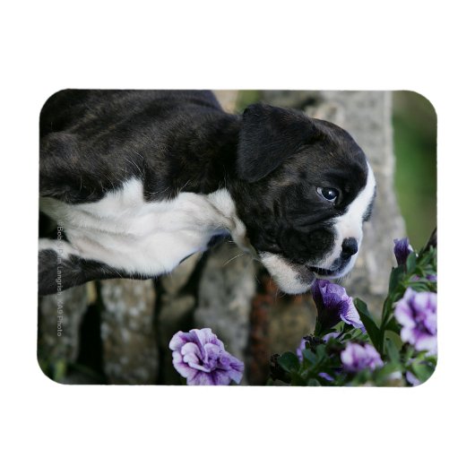Boxer Dog Panting Magnet (Horizontal)