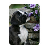 Boxer Dog Panting Magnet (Vertikal)