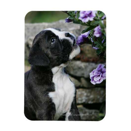 Boxer Dog Panting Magnet (Vertikal)