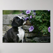 Boxer Dog Panting Poster (Vorne)