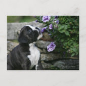 Boxer Dog Panting Postkarte (Vorderseite)