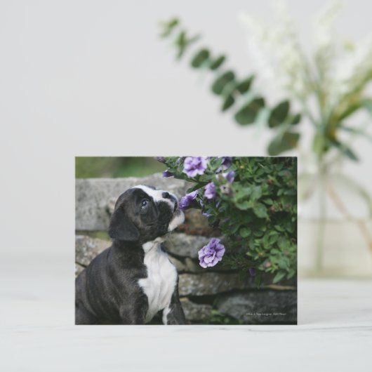 Boxer Dog Panting Postkarte (Stehend Vorderseite)
