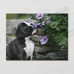 Boxer Dog Panting Postkarte