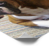 Boxer Dog Poster Print (Ecke)