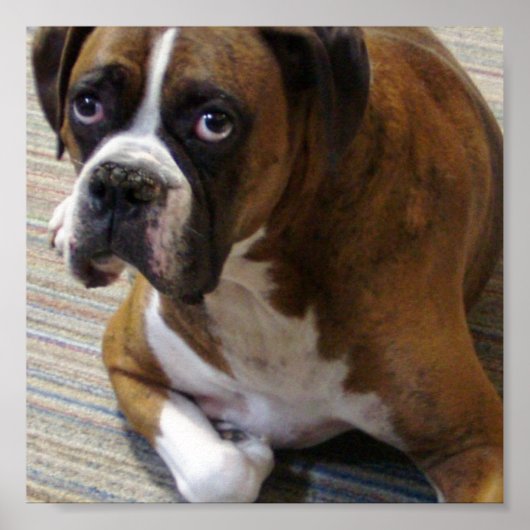 Boxer Dog Poster Print (Vorne)