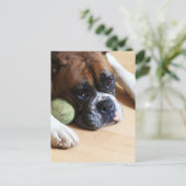 Boxer Dog Postkarte (Stehend Vorderseite)