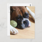 Boxer Dog Postkarte (Vorne/Hinten)