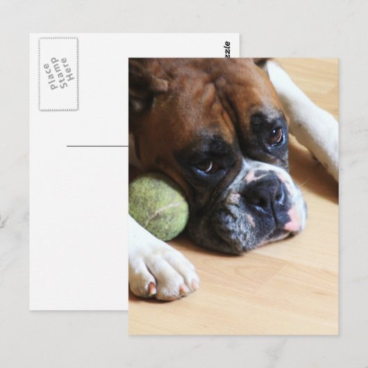Boxer Dog Postkarte (Vorne/Hinten)
