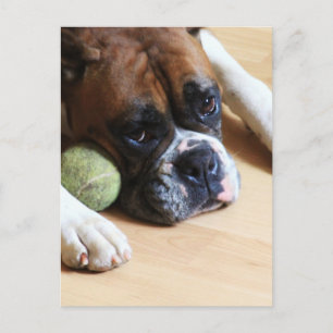 Boxer Dog Postkarte