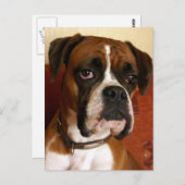 Boxer Dog Postkarte (Vorne/Hinten)