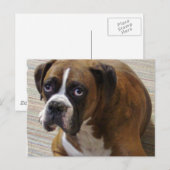 Boxer Dog Postkarte (Vorne/Hinten)