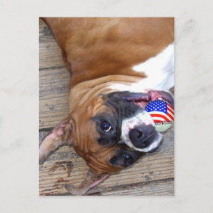 Boxer Dog Postkarte
