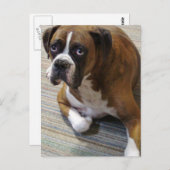 Boxer Dog Postkarte (Vorne/Hinten)