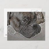 Boxer Dog Postkarte (Vorne/Hinten)