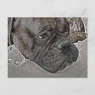 Boxer Dog Postkarte