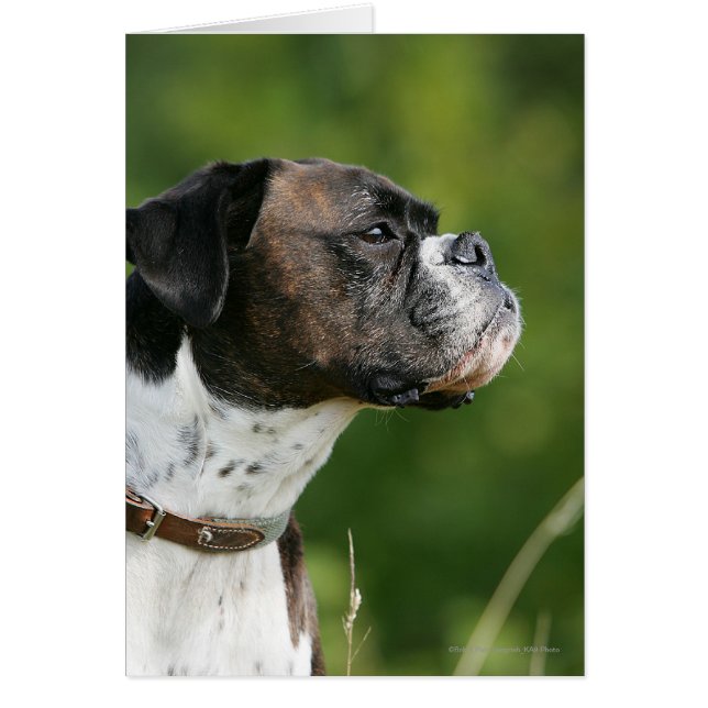 Boxer Dog Profil (Vorne)