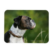 Boxer Dog Profil Magnet (Horizontal)