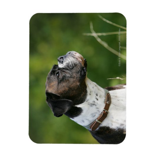 Boxer Dog Profil Magnet (Vertikal)