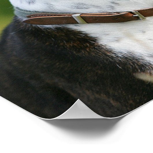 Boxer Dog Profil Poster (Ecke)