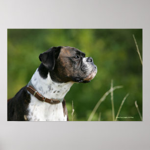 Boxer Dog Profil Poster
