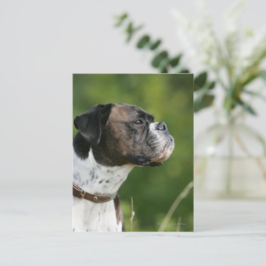 Boxer Dog Profil Postkarte (Stehend Vorderseite)