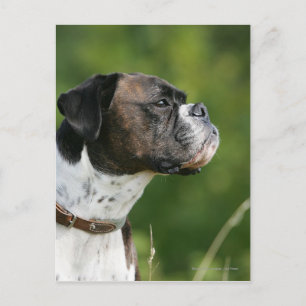 Boxer Dog Profil Postkarte