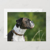 Boxer Dog Profil Postkarte (Vorne/Hinten)