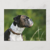 Boxer Dog Profil Postkarte (Vorderseite)
